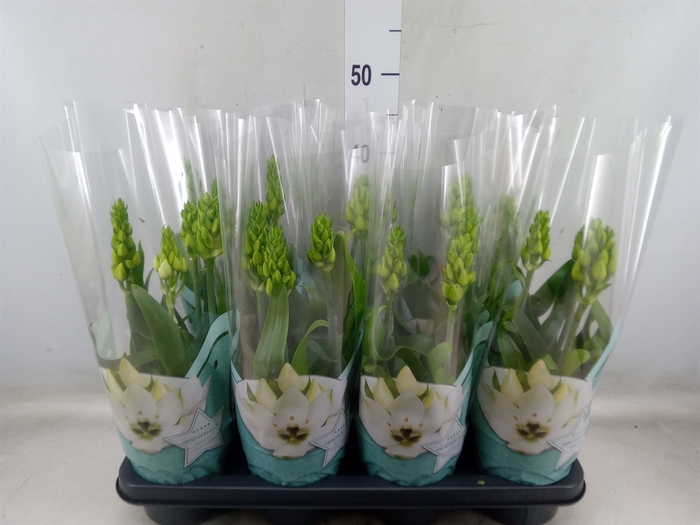 <h4>Ornithogalum thyrs.</h4>