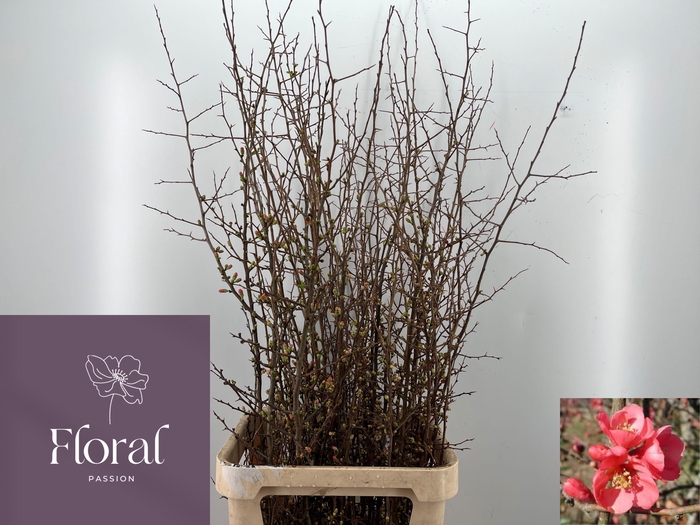 <h4>Chaenomeles Superba</h4>