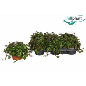 Callisia Repens
