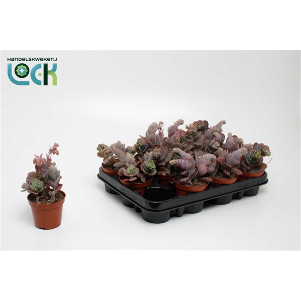 <h4>Kalanchoe Ameg</h4>