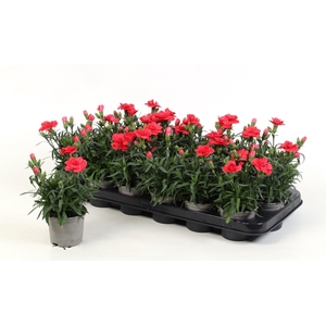 Dianthus Oscar Red
