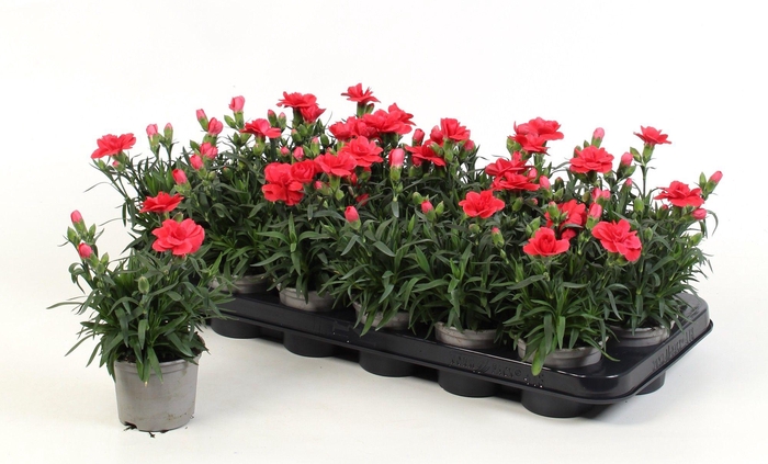 <h4>Dianthus Oscar Red</h4>