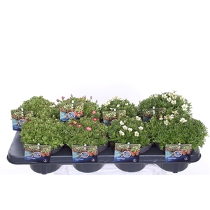 Saxifraga mix in tray