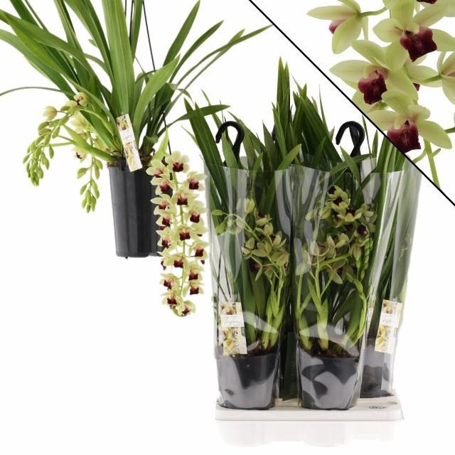 <h4>CYMB OVERIG</h4>