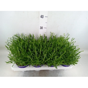 Lavandula angus. 'Essence Pure'