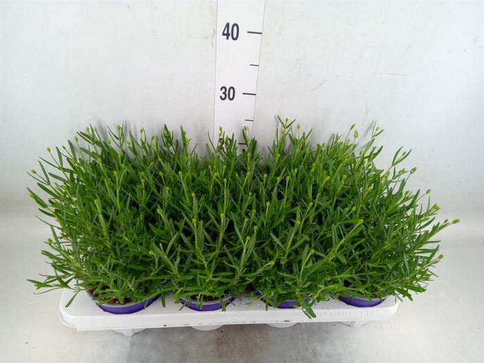 <h4>Lavandula angus. 'Essence Pure'</h4>
