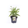 Echinacea purp. Sombrero Alba