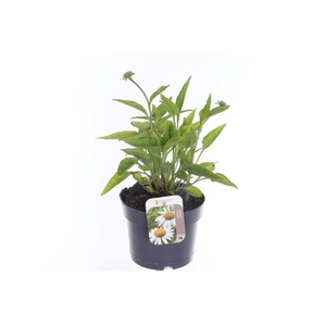 Echinacea purp. Sombrero Alba