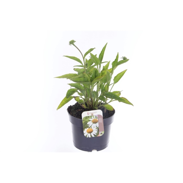 <h4>Echinacea purp. Sombrero Alba</h4>