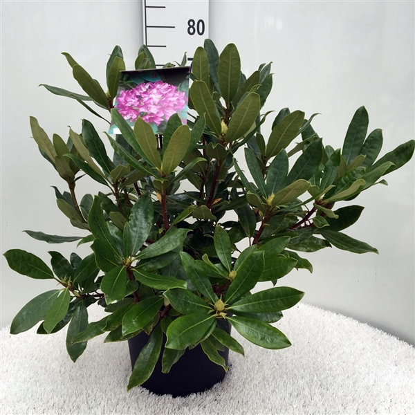 <h4>Rhodo. ponticum 'Roseum' pink</h4>