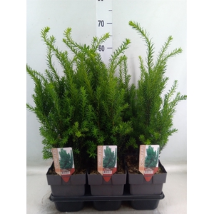 Taxus baccata   ...