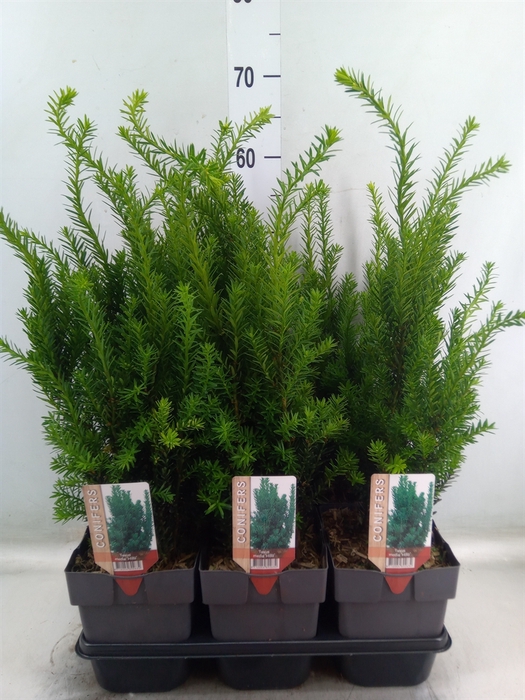 <h4>Taxus baccata   ...</h4>