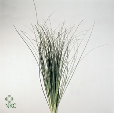 <h4>Beargrass</h4>