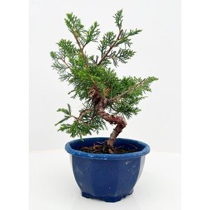 Juniperus chinensis, 13 cm, in blue trainingpot