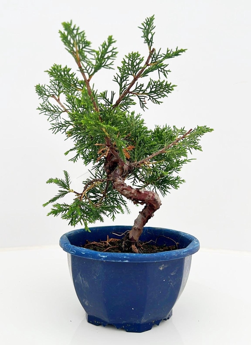 <h4>Juniperus chinensis, 13 cm, in blue trainingpot</h4>