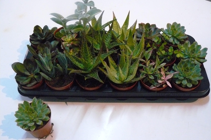 <h4>SUCC GEM 6 SRT</h4>