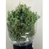 JENEVERBES 400GR