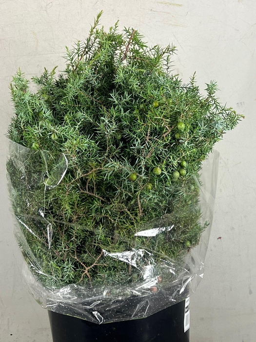 JENEVERBES 400GR