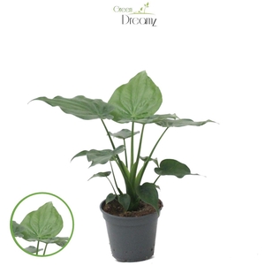 Alocasia cucullata p 17