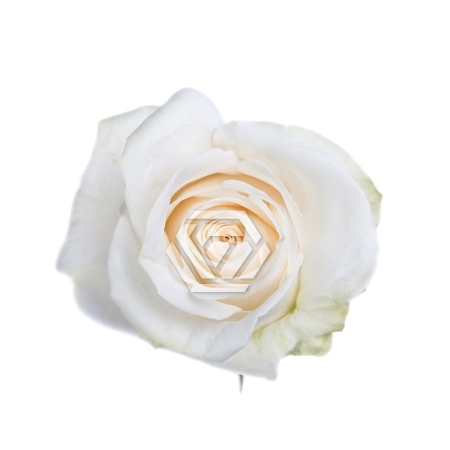 <h4>R GR VENDELA Tessa</h4>