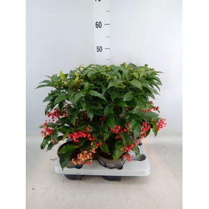 Ardisia crenata