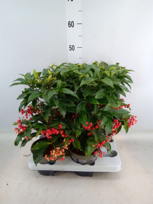 <h4>Ardisia crenata</h4>