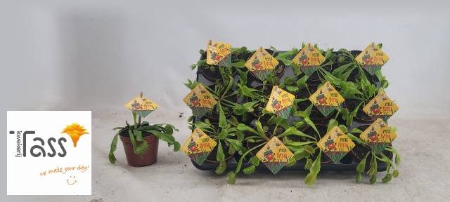 <h4>DIONAEA MUSCIPULA</h4>