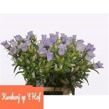 <h4>CAMP M CHAMPION LAVENDER</h4>