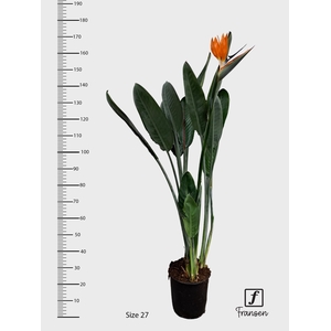 STRELITZIA REGIN BL