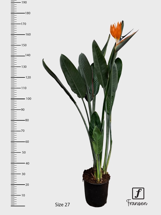 STRELITZIA REGIN BL