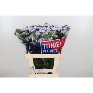 Limonium Donau Birds