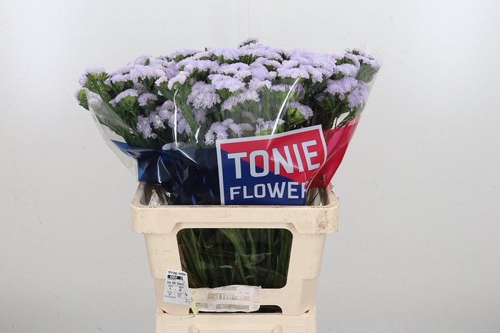 <h4>Limonium Donau Birds</h4>