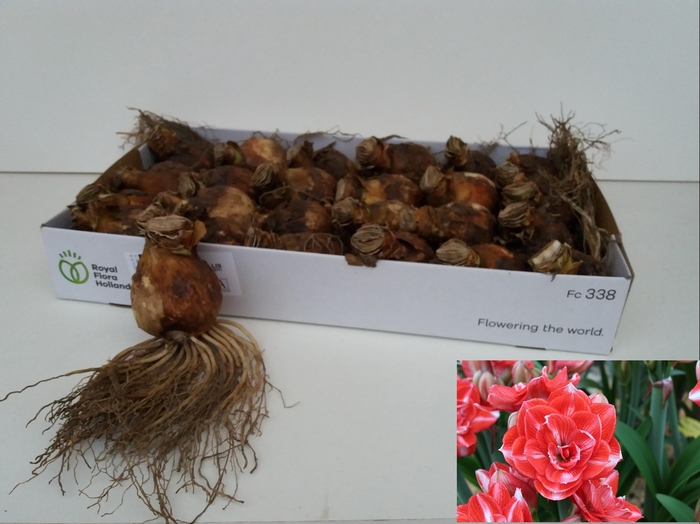 <h4>BLOEMBOL HIPPEASTRUM</h4>