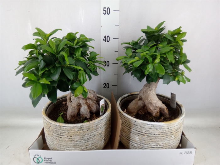 <h4>Ficus microcarpa 'Ginseng'</h4>