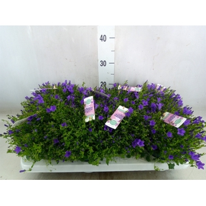 Campanula porten. 'Ambella In Prpl'