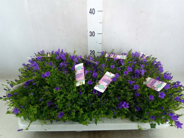 <h4>Campanula porten. 'Ambella In Prpl'</h4>