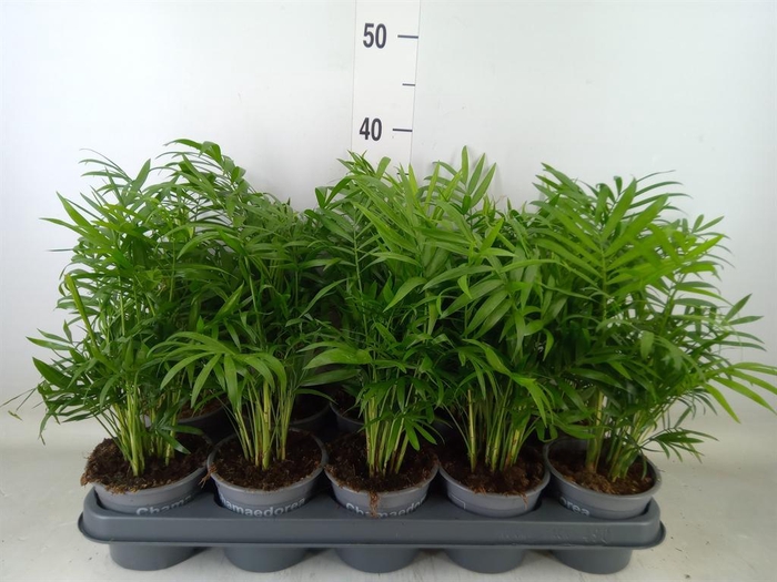 <h4>Chamaedorea elegans</h4>