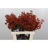 Rozenbottel Autumn Rosefruits