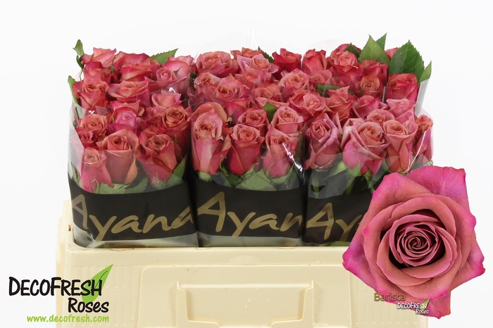 <h4>Rosa large barista</h4>