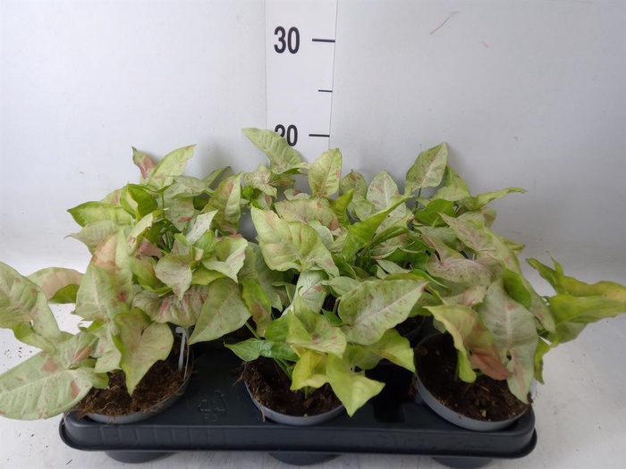 <h4>Syngonium   ...</h4>