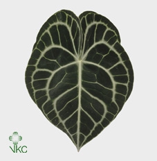 Anthurium Clarinervium X10