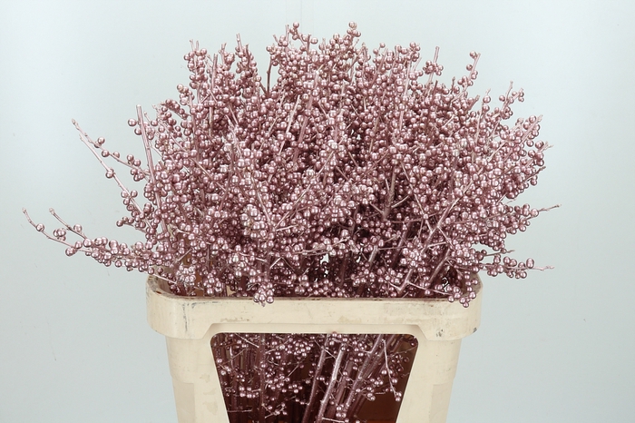 <h4>Ilex Kl Bh Rose Goud</h4>