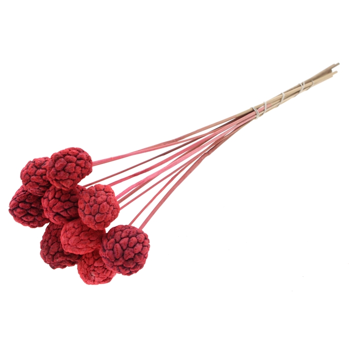 <h4>Atta Fruit on stem Intense Coral</h4>