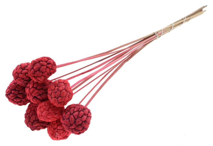 Atta Fruit on stem Intense Coral