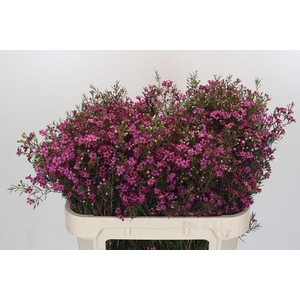 Chamelaucium Rotem