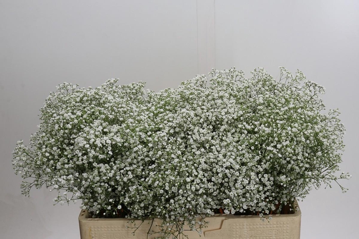 <h4>Gyps Zinzi Tyree</h4>