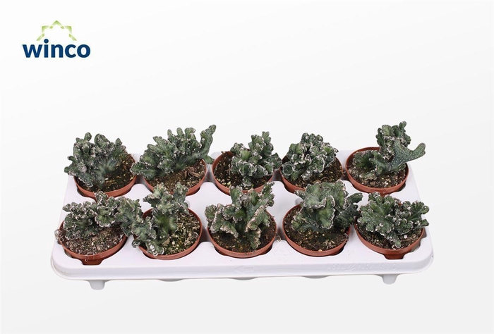 <h4>Monvilea Spegazinni Cristata</h4>