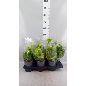 Epipremnum pinn.   HG