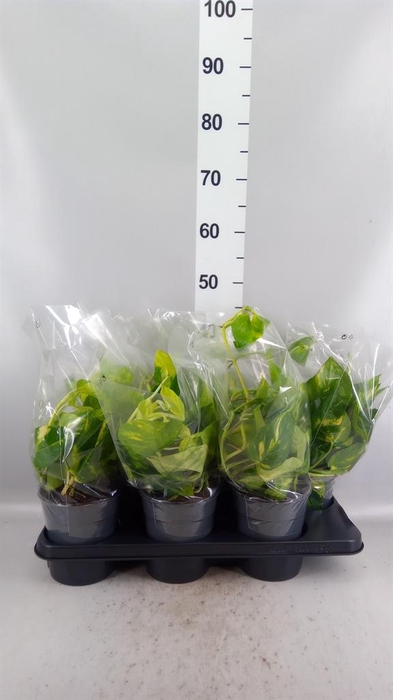 <h4>Epipremnum pinn.   HG</h4>