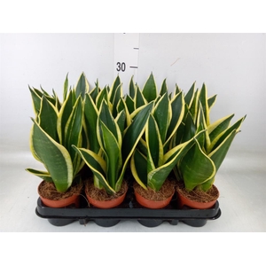 Sansevieria trifa. 'Black Gold'